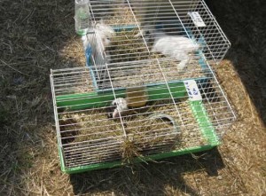 Gli animali in gabbia