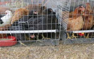 Gli animali in gabbia