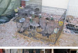 Gli animali in gabbia