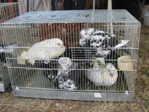 Gli animali in gabbia