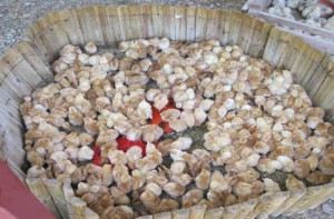 Gli animali in gabbia