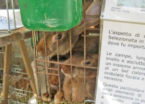 Gli animali in gabbia