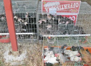 Gli animali in gabbia