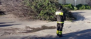 Albero caduto, vigili del fuoco al lavoro