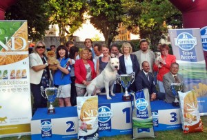 Esposizione canina, i primi classificati nel Best in show