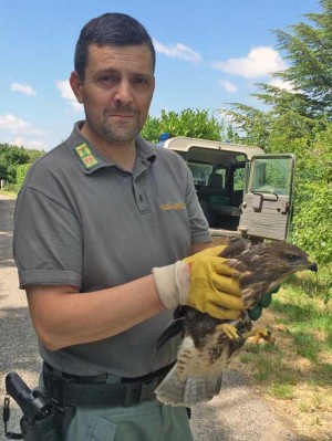 Il falco salvato da Battistoni 