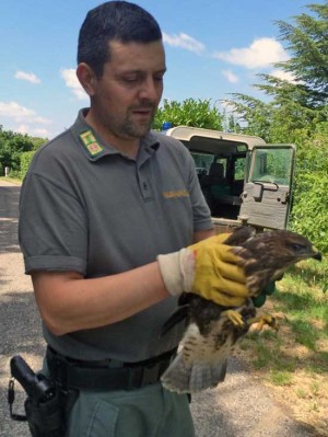Il falco salvato da Battistoni 