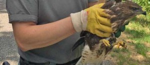 Il falco salvato da Battistoni