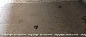 Escrementi di gatto davanti alle tombe