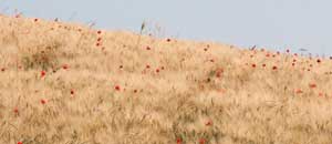 I campi di grano del parco