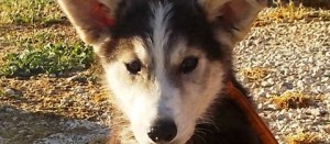 Cucciolo