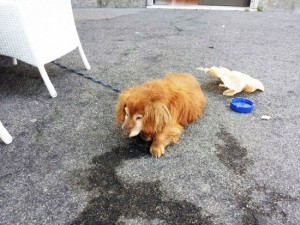 Il cane trovato a piazza Crispi