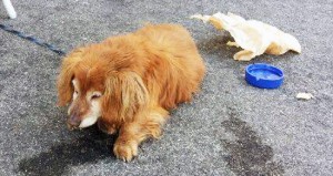 Il cane trovato a piazza Crispi