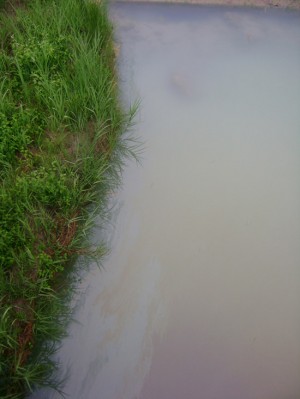 Le scie oleose sul Torrente Rivarcale