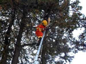Il salvataggio del gattino