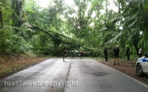 La quercia abbattuta in strada Valle di Vico