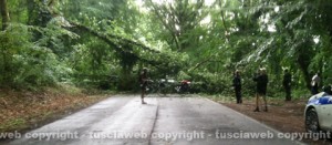 La quercia abbattuta in strada Valle di Vico
