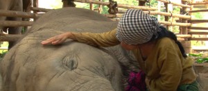 Lek e l'elefante Faa Mai