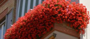 Il balcone in via Monte bianco - Foto di Giobatta Contrucci