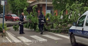 Albero caduto, polizia locale al lavoro