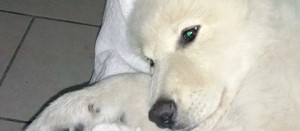 La maremmana smarrita