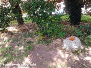Prato giardino di Montefiascone