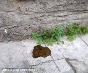 Escrementi nel quartiere San Pellegrino