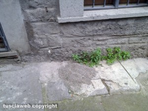 Viterbo - Escrementi nel quartiere San Pellegrino ricoperti di sabbia