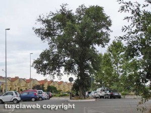 Viterbo - Le querce al parcheggio Bachelet