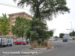 Viterbo - Le querce al parcheggio Bachelet