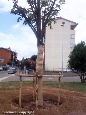 La pianta nel piazzale Mecarini - Santa Barbara