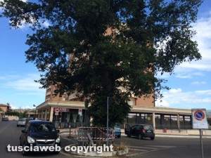 Viterbo - Le querce al parcheggio Bachelet