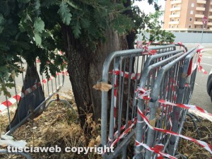 Viterbo - Le querce al parcheggio Bachelet