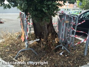 Viterbo - Le querce al parcheggio Bachelet