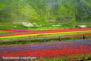 Castelluccio di Norcia