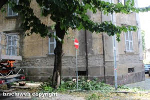 I tigli in via Lorenzo da Viterbo