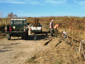 Operai al lavoro all'Ara della Regina