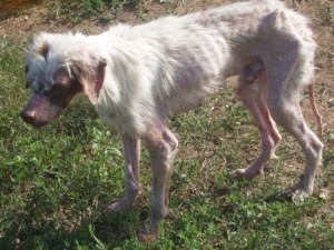 Uno dei cani in condizioni precarie