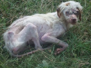 Uno dei cani in condizioni precarie
