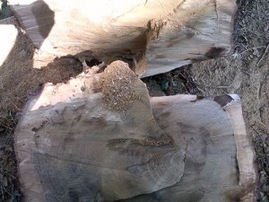 La quercia appena tagliata