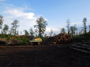 Le immagini del taglio di bosco segnalato all'Aics