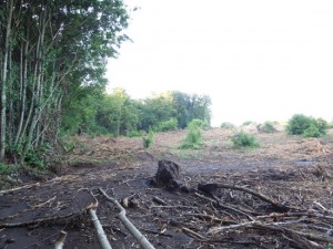 Le immagini del taglio di bosco segnalato all'Aics