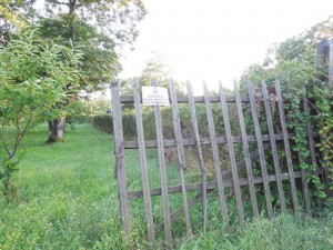 Le immagini del taglio di bosco segnalato all'Aics