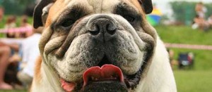 Un cane