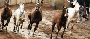 Le corse a vuoto a Ronciglione