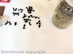 La droga e il materiale sequestrato dai carabinieri di Tarquinia