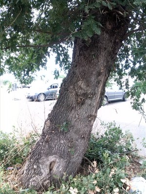 L'esterno della quercia