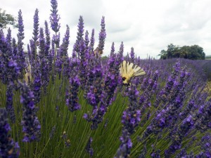 Lavanda 