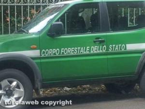 Gli accertamenti della forestale