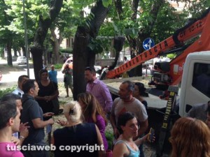 Alberi in via Lorenzo da Viterbo, la protesta dei cittadini